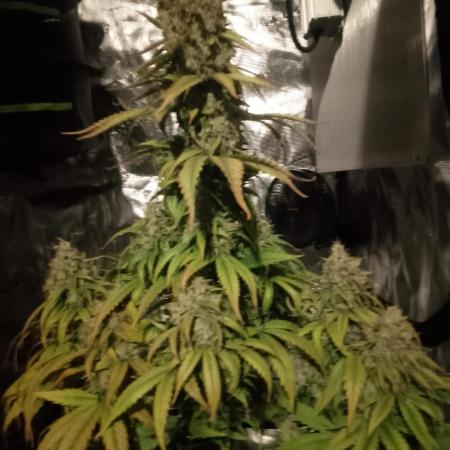 le jardin de Rico Sensi Seed big Bud