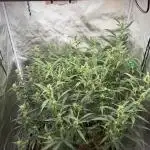 Apple Jaxx (Auto)