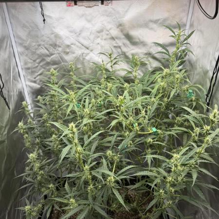 Apple Jaxx (Auto)
