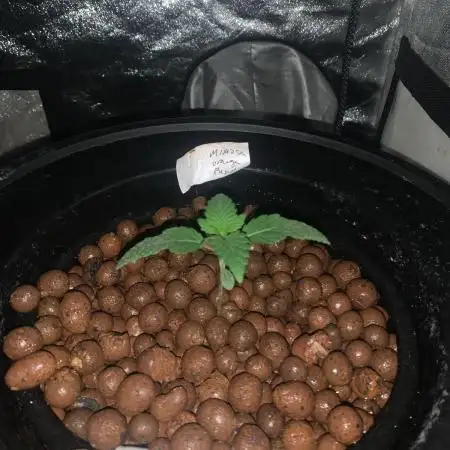 First DWC Grow