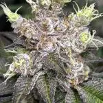 Lemonz,RuntzxLayerCake,NYDiesel,GasolinG
