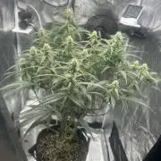 Critical Auto RQS
