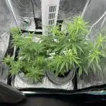 Zkittelz Auto