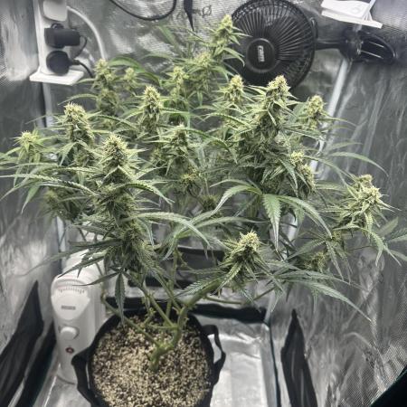 Critical Auto RQS
