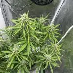Zkittelz Auto