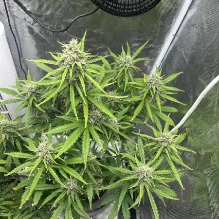 Zkittelz Auto