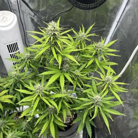 Zkittelz Auto