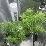 Zkittelz Auto