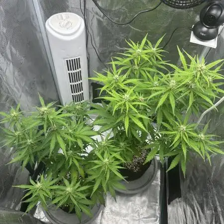 Zkittelz Auto