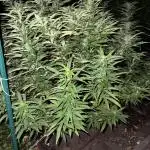 1st Grow - Indoor to Outdoor (Zone 10a)