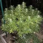 1st Grow - Indoor to Outdoor (Zone 10a)