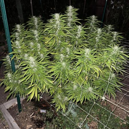 1st Grow - Indoor to Outdoor (Zone 10a)