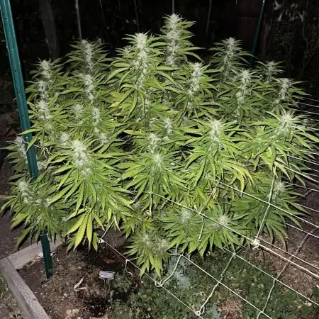 1st Grow - Indoor to Outdoor (Zone 10a)