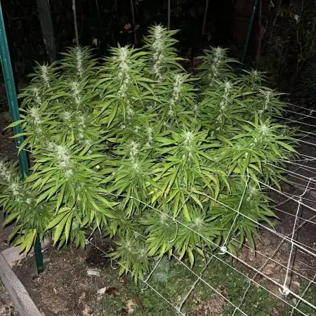 1st Grow - Indoor to Outdoor (Zone 10a)