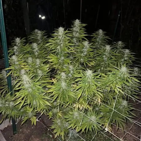 1st Grow - Indoor to Outdoor (Zone 10a)