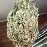 1st Grow - Indoor to Outdoor (Zone 10a)