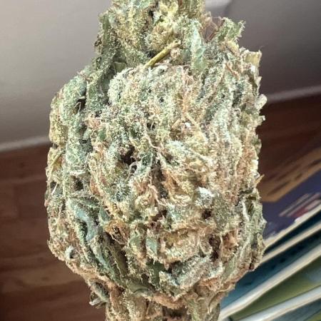 1st Grow - Indoor to Outdoor (Zone 10a)