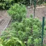 1st Grow - Indoor to Outdoor (Zone 10a)