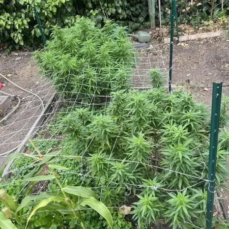 1st Grow - Indoor to Outdoor (Zone 10a)