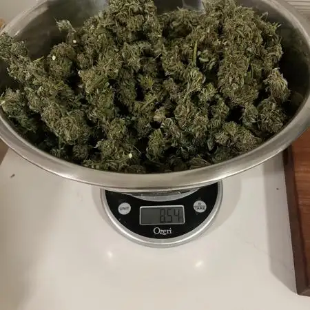 1st Grow - Indoor to Outdoor (Zone 10a)