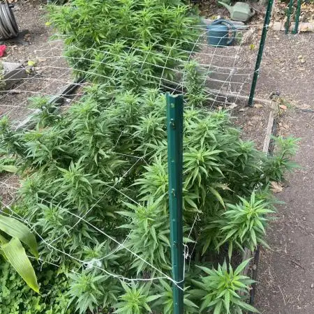 1st Grow - Indoor to Outdoor (Zone 10a)