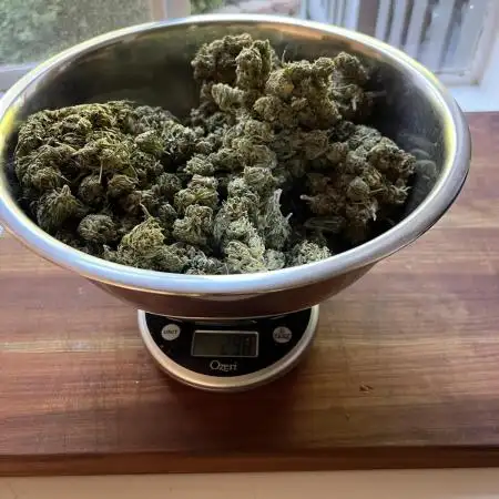 1st Grow - Indoor to Outdoor (Zone 10a)