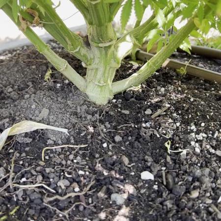 1st Grow - Indoor to Outdoor (Zone 10a)