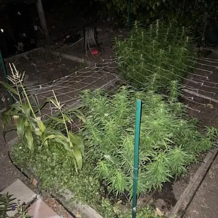 1st Grow - Indoor to Outdoor (Zone 10a)