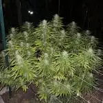 1st Grow - Indoor to Outdoor (Zone 10a)