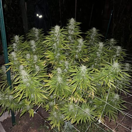 1st Grow - Indoor to Outdoor (Zone 10a)
