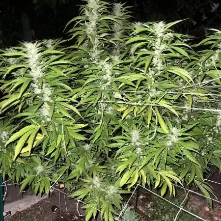 1st Grow - Indoor to Outdoor (Zone 10a)