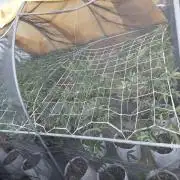 Coconut Cream Outdoor Scrog