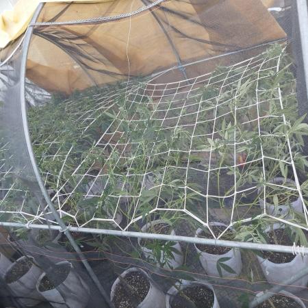 Coconut Cream Outdoor Scrog