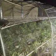 Coconut Cream Outdoor Scrog