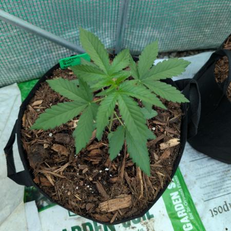 Fall/Winter Grow 25