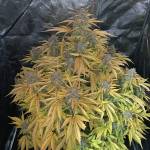 Gelato Auto 2