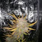 Gelato Auto