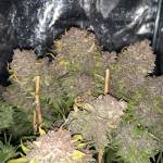 Gorilla Cookies