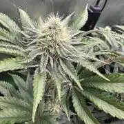 Grow #02: Mixed Genetics