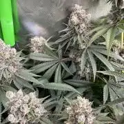 Grow #01: Mixed Genetics