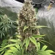 Grow #01: Mixed Genetics