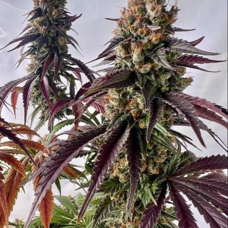 Anesia Seeds Haze Queen