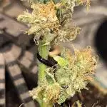 Frosted Guava Auto ~