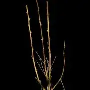 3M 🍏 Green Gelato