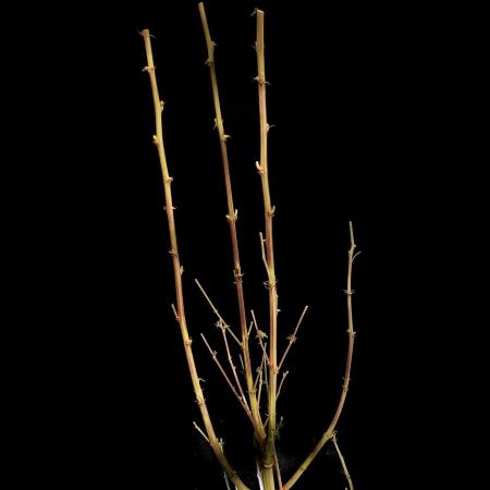 3M 🍨 Green Gelato