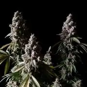 3M ⭕ Panama Red II