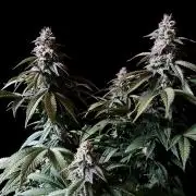 3M ⭕ Panama Red II