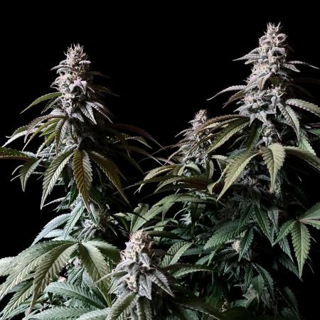 3M ⭕ Panama Red II