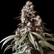 3M 🍏 Green Gelato