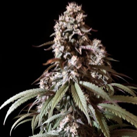 3M 🍏 Green Gelato